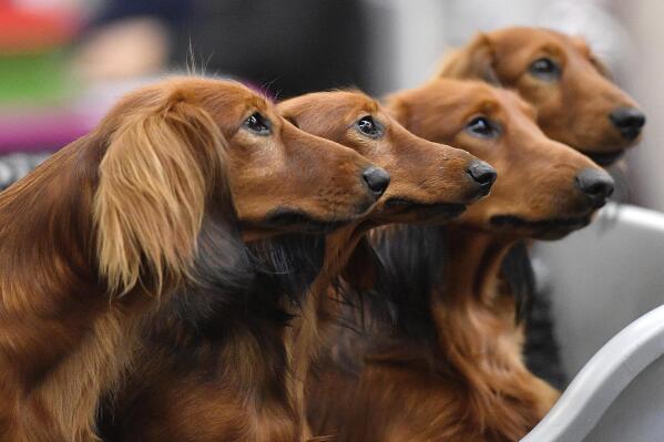 Your dog s personality may have little to do with its breed AP News